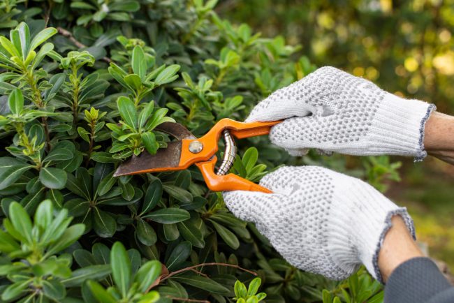Shrub Care Tips to Beautify Your Yard Shrub Care Tips to Beautify Your Yard