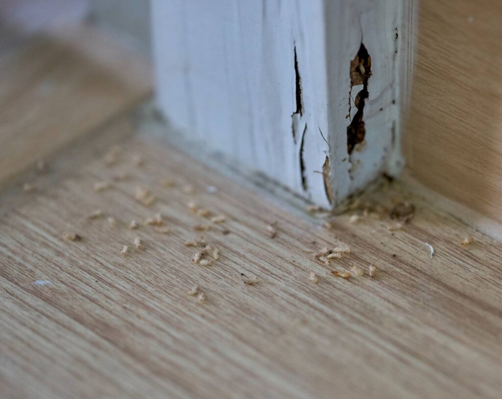 termite inspection